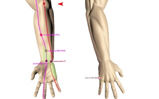 Глубокий сгибатель пальцев кисти (m. flexor digitorum profundus)