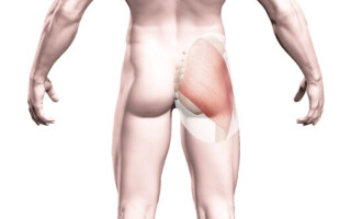 Большая ягодичная мышца (m. gluteus maximus)