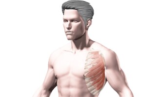 Передняя зубчатая мышца (m. serratus anterior)