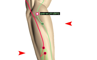 Длинный лучевой разгибатель кисти (m. extensor carpi radialis longus)
