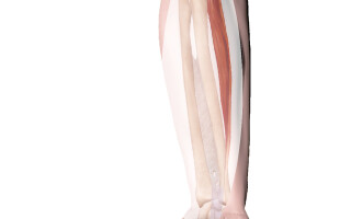 Локтевой сгибатель кисти (m. flexor carpi ulnaris)