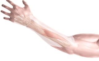 Разгибатель пальцев руки (m. extensor digitorum)