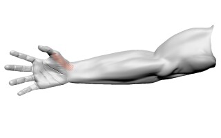 Короткая мышца, отводящая большой палец кисти (m. abductor pollicis brevis)