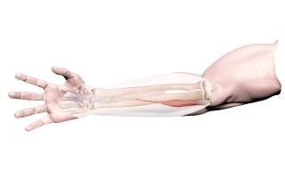 Длинная ладонная мышца (m. palmaris longus)