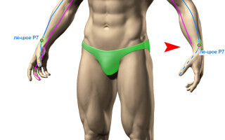 Плечевая мышца брахиалис (m. brachialis)