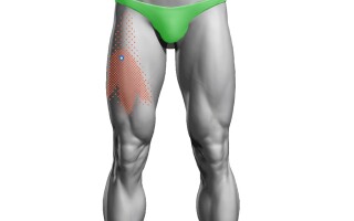 Срединная широкая мышца (m. vastus intermedius), часть четырехглавой мышцы