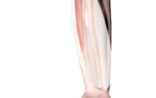 Плечелучевая мышца (m. brachioradialis)