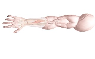 Длинный разгибатель большого пальца руки (m. extensor pollicis longus)