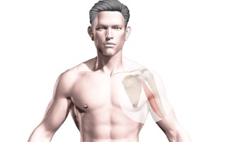 Клювовидно-плечевая мышца (m. coracobrachialis)