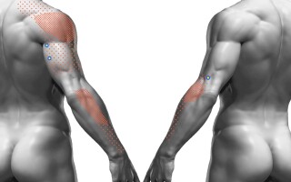 Трёхглавая мышца трицепс (m. triceps brachii)